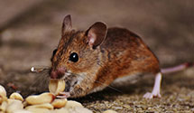 24 Hour & Emergency Exterminators in Pekin Heights, IL